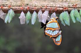 Pin By Almost Foxy On Imagens Butterfly Cocoon Butterfly Cocoon