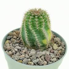 Image result for Cavacoa aurea