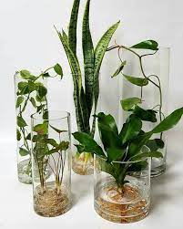 Hydroponics How To Grow Plants In Water Plants In Jars Water Plants Water Plants Indoor