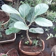 In taking a cutting, part of a growing plant is cut off and placed in a growing medium to develop roots. Bonsai Kapilaas Banyan Bonsai From Cuttings