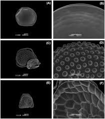 Image result for Hypertelis cerviana