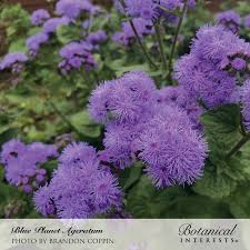 Image result for Ageratum