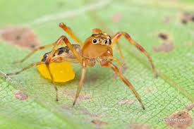 Almost all female spiders protect their eggs by making a silk 'bed' and then covering them with a silk 'blanket'. Jolly Telamonia Jumping Spider Laying Eggs By Melvynyeo On Deviantart