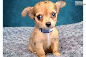 Chihuahua Puppy For Sale Near Inland Empire California 752ea988 De61 Chihuahua Puppies For Sale Chihuahua Puppies