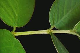 Image result for Senna tora