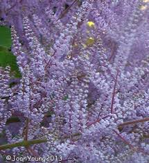 Image result for Tetradenia