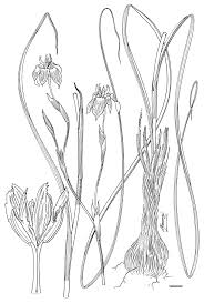 Image result for Moraea niassensis