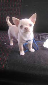 Pin On Mi Chihuahua Raton Instagram Ratonandwendy