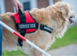 A service dog is one which is trained to assist people who have a physical disability, chronic illness, or neurological disorder. Do You Know Proper Etiquette For Service Dogs Petmd