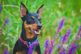 ミニチュアピンシャー miniature pinscher miniature pinscher dog mini pinscher