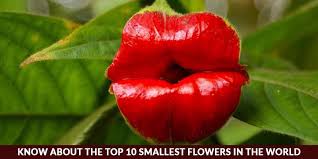 These unusual flowers look like a sun as was painted in the olden days. Know About The Top 10 Smallest Flowers In The World