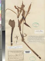 Image result for Crinum harmsii