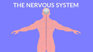 The central and peripheral nervous systems. The Nervous System Video For Kids Youtube