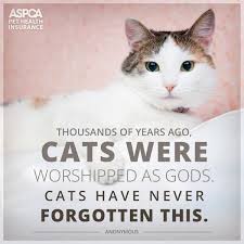 Cat insurance starts at $9 a month. Pet Insurance For Dogs Cats With Aspca Pet Health Insurance Pet Insurance Quotes Pet Health Pet Health Insurance