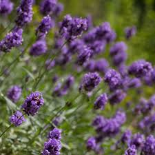 Sie können die pflanze aber noch bis etwa anfang august in den garten setzen. Lavendel Pflanzen Und Pflegen Die Besten Tricks Und Kniffe Stern De