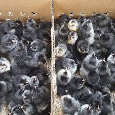 Blue ameraucana fancy chickens, chickens and roosters, pet chickens,. Black Ameraucana The Chick Hatchery
