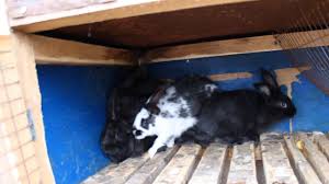 Корисні зернові для кроликів: