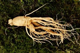 Ginseng benefits for lower stress, better mood and beyond. Ginseng In Skin Care Products How Does It Benefit Your Complexion Allure
