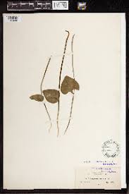 Image result for Ophioglossum gomezianum