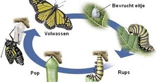 Van Ei Tot Vlinder Google Zoeken Vlinders Rups Biologie