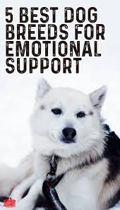5 Best Dogs For Emotional Support Good Doggies Online Service Dogs Breeds Dog Breeds Golden Retriever Service Dog