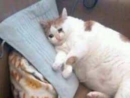 Search, discover and share your favorite crying meme gifs. Heck Yeah Reactions