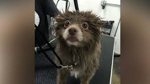 Act nsw nt qld sa tas vic wa. The Mystery Of This Adorable Bear Dog Has Been Solved Abc News