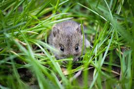 A lot of pests dig holes in the garden. How To Stop Animals Digging In Your Garden The London Topsoil Company