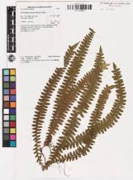 Image result for Arthropteris palisotii