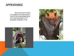 We did not find results for: Giant Golden Crowned Flying Fox Bat Ppt Download