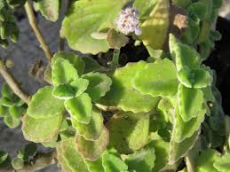 Image result for Coleus cylindraceus