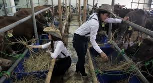 Lowongan kerja satpol pp nganjuk. Di Zona Merah Corona Jakarta Utara Pemotongan Hewan Kurban Dilarang