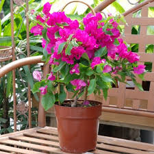 Films en vf ou vostfr et bien sûr en hd. Buy Bougainvillea Pink Plant Online At Nurserylive Best Plants At Lowest Price