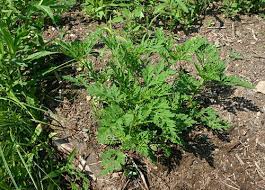 Short ragweed official prescribing information for healthcare professionals. Common Short Ragweed Short Ragweed Allergen Datasheet Anallergo S R L