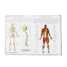 wall chart of human anatomy