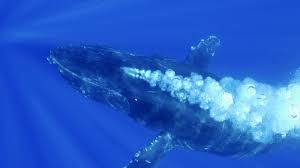 It is known for breaching and other distinctive surface behaviors, making it popular. Humpback Whales About Nature Pbs