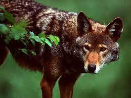 Yellowstone National Park Animals The Red Wolf Is Often Mistaken As A Coyote But Wolves Have A Cape Like Animals Red Wolf Rare Animals