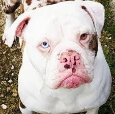 Working dog club ocoee florida. Alapaha Blue Blood Bulldog The Excellent Guard Dog Breed American Bully Daily