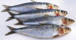 Sardine Yahoo Image Search Results Sardines Fish Mackerel