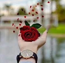 One of the best things in whatsapp is that you can set your display picture (dp) or profile picture. Pin By Farah Khan On Background Dpzz Beautiful Rose Flowers Beautiful Roses Beautiful Flowers
