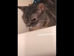 nankor diyen kedi youtube kedi komik resimler resimler