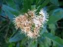 Image result for Nuxia oppositifolia
