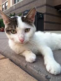To help your senior cat lose weight, consult your vet for advice and make changes such as switching from dry to canned food, only feeding it at set mealtimes, and cutting back on treats. Feline Weight Loss When Your Cat Losing Weight Isn T Normal Ask The Cat Doctor
