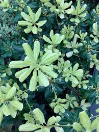 Image result for Pittosporum tobira