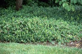 Image result for Baissea viridiflora