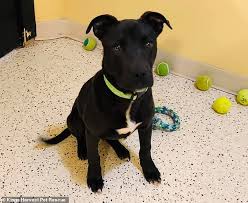 Search for dogs for adoption at shelters near iowa, ia. Abandoned Puppy Wakes Up After A Veterinarian Euthanized Him And He S Now Up For Adoption Daily Mail Online