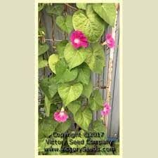 Scarlet O Hara Morning Glory Ipomoea Nil From Victory Seeds Morning Glory Seeds Morning Glory Wine Red Color