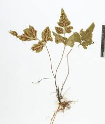 Image result for Asplenium pumilum