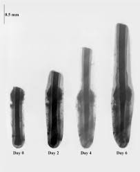 It's only natural for people to wish that their hair would grow if we assume that everything is optimal for growing your hair in terms of genetics and quality hair care (i.e. Novel And Established Potassium Channel Openers Stimulate Hair Growth In Vitro Implications For Their Modes Of Action In Hair Follicles Sciencedirect