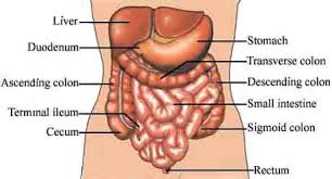 Viscus Word Of The Day English The Free Dictionary Language Forums Autoimmune Disease Irritable Bowel Syndrome Diet Sigmoid Colon